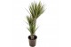 Dracaena marg. bicolor 45-25-10 3 pp 