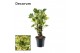Codiaeum variegatum eburneum vertakt decorum 