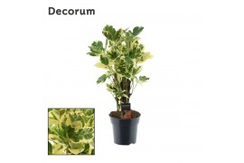 Codiaeum variegatum eburneum vertakt decorum