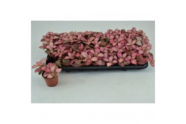Fittonia pink anne