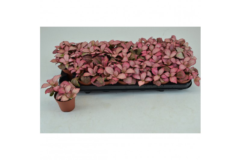 Fittonia pink anne 