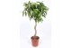 Ficus binnendijkii amstel king spiraalstam 
