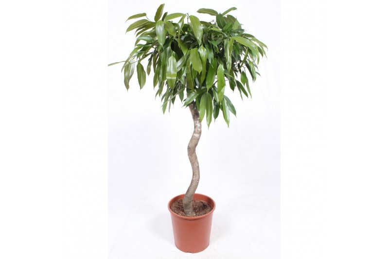 Ficus binnendijkii amstel king spiraalstam 