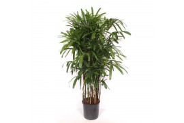 Rhapis excelsa