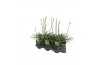 Agapanthus charlotte Agapanthus wit. 15cm 1-2 knop 1 bl. 5 pp