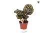 Calathea makoyana Kolibri Greens Calathea Makoyana 1 pp  cm diameter