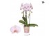Phalaenopsis elegant cascade 2 tak niagara fall true love kolibri orch 