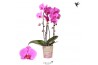 Phalaenopsis elegant cascade 2 tak niagara fall wellness kolibri orchi