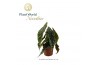 Begonia maculata Begonia Megadot XXL 17cm 3 pp
