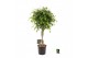 Ficus benjamina exotica gevlochten stam 
