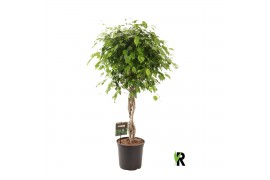 Ficus benjamina exotica gevlochten stam