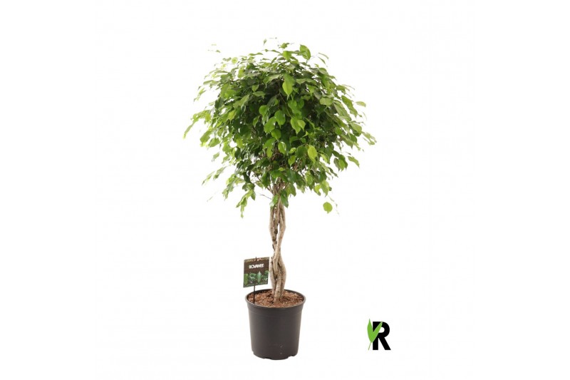 Ficus benjamina exotica gevlochten stam 