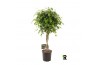 Ficus benjamina exotica gevlochten stam