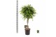 Ficus benjamina exotica gevlochten stam 