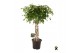 Ficus benjamina exotica gevlochten cilinder 