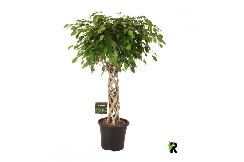 Ficus benjamina exotica gevlochten cilinder 