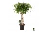 Ficus benjamina exotica gevlochten cilinder