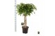 Ficus benjamina exotica gevlochten cilinder 