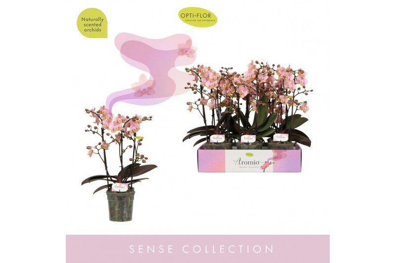 Phalaenopsis multiflora roze Aromio Oriental 3 spike 