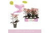 Phalaenopsis multiflora roze Aromio Oriental 3 spike