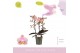 Phalaenopsis multiflora roze Aromio Oriental 3 spike 
