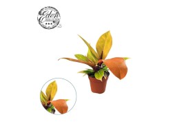Overig kamerplanten Overig planten Kamerplanten