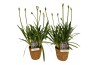 Agapanthus charlotte Agapanthus Charlotte blauw pot 12 cm in zeegras m