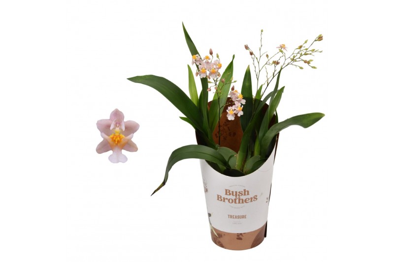 Oncidium twinkle mix 2/3 tak 