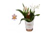 Oncidium twinkle mix 2/3 tak