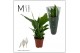 Spathiphyllum torelli 3+ bloem - Decorum 