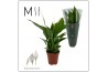 Spathiphyllum torelli 3+ bloem - Decorum