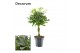 Schefflera arboricola compacta nora vlecht decorum 