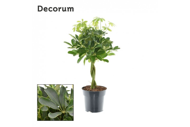 Schefflera arboricola compacta nora vlecht decorum Schefflera arboricola compacta nora vlecht decorum