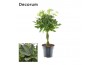 Schefflera arboricola compacta nora vlecht decorum