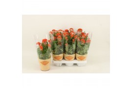 Celosia argentea cristata twisted orange