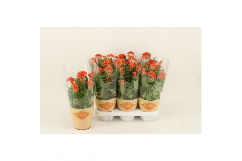 Celosia argentea cristata twisted orange 