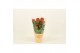 Celosia argentea cristata twisted orange 