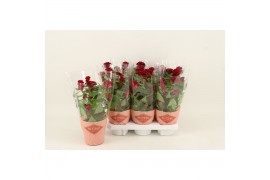 Celosia argentea cristata twisted strawberry