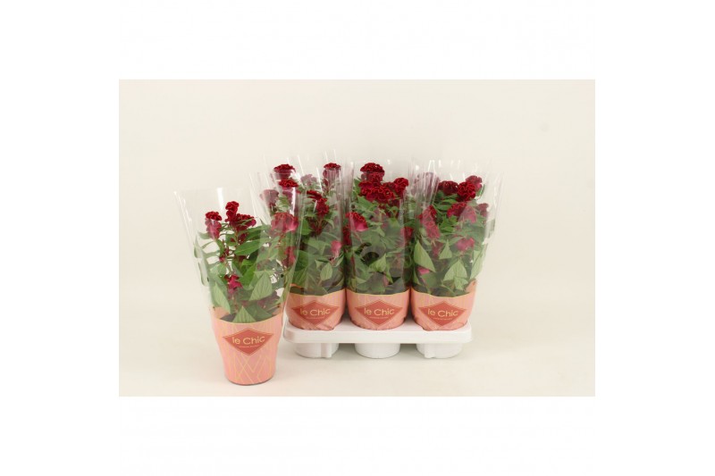 Celosia argentea cristata twisted strawberry 