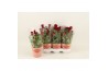 Celosia argentea cristata twisted strawberry