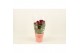 Celosia argentea cristata twisted strawberry 