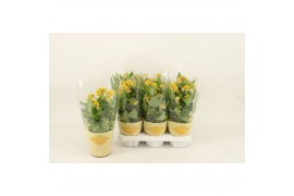 Celosia argentea cristata twisted yellow