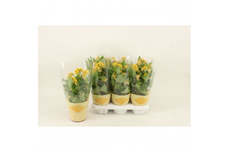 Celosia argentea cristata twisted yellow 