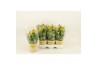 Celosia argentea cristata twisted yellow