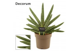 Sansevieria cylindrica boncel (Decorum)