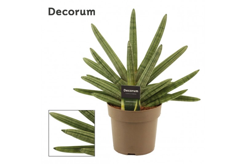 Sansevieria cylindrica boncel (Decorum) 