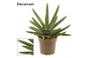 Sansevieria cylindrica boncel (Decorum)