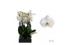 Phalaenopsis anthura cambridge 2 tak - 65/70cm