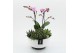 Phalaenopsis PHAL-2516RZ Phalaenopsis creatie 4 pp 