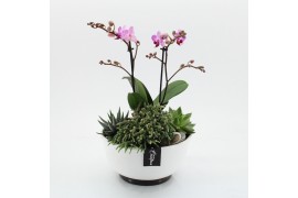 Phalaenopsis PHAL-2516RZ Phalaenopsis creatie 4 pp